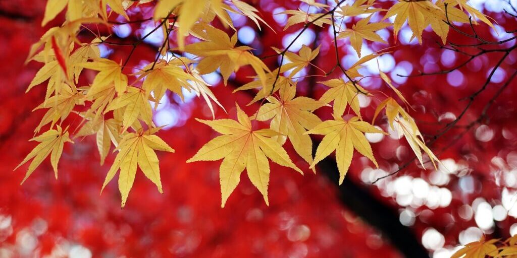 Yellow maple leaves against a backdrop of red tree leaves as leaves change color in fall.