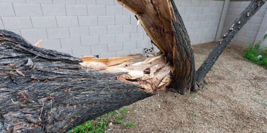 Storm-damaged mesquite tree with a split trunk and exposed interior wood after monsoon winds in the Phoenix North Valley.