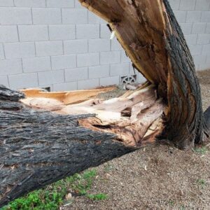 Storm-damaged mesquite tree with a split trunk and exposed interior wood after monsoon winds in the Phoenix North Valley.