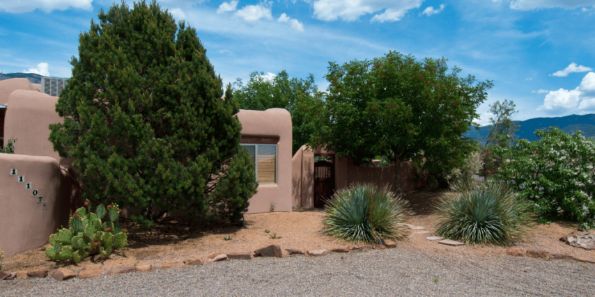 Tree in the North Valley of Arizona with dense, bushy shoots sprouting after a heavy trim.