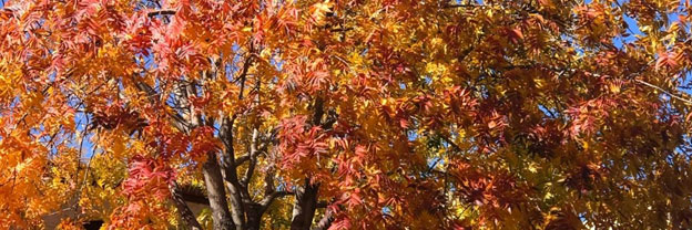 This red push pistache tree growing in phoenix gives winter interest through its brighly-colored leaves.