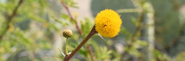A round, yellow sweet acacia flower provides winter interest on phoenix-area properties.