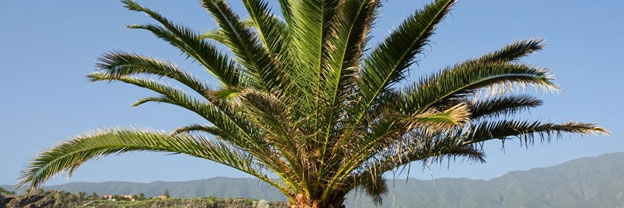 Palms provide year-round interest to phoenix-area properties.