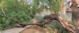 Fallen mesquite tree with a large broken limb after storm damage in a scottsdale neighborhood