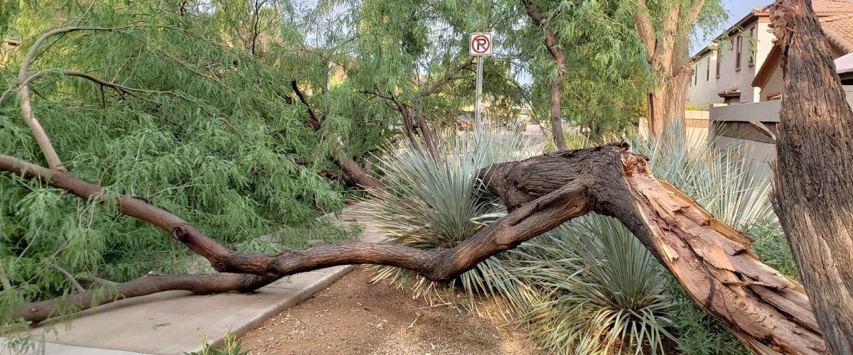Fallen mesquite tree with a large broken limb after storm damage in a scottsdale neighborhood