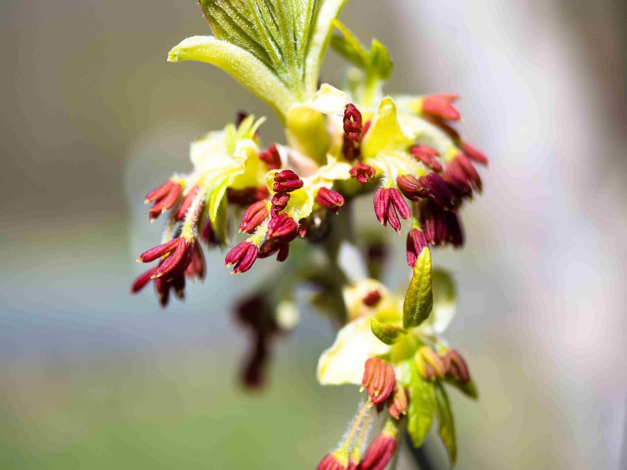 Desert Ironwood Everything You Want to Know About This Incredible Tree