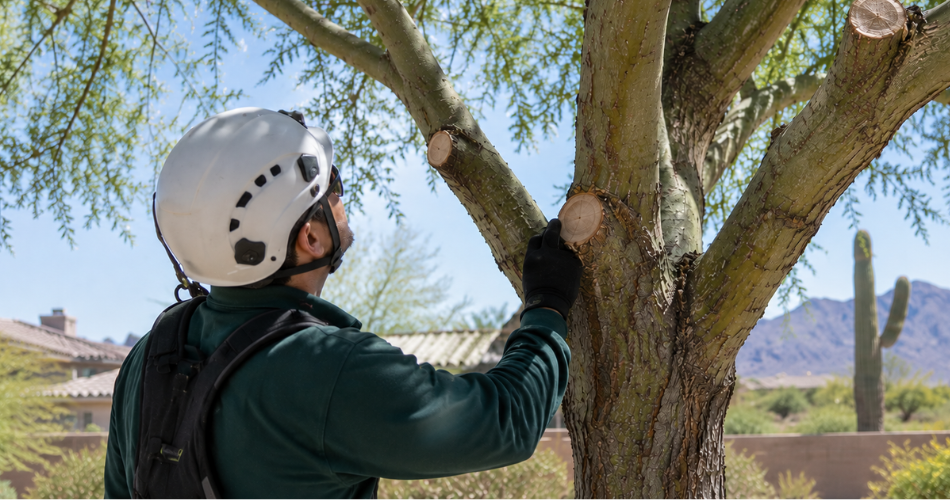 An In-Person Assessment Shows What Earlier Cuts Did To The Tree And What Order To Fix Them In. Isa certified arborist checking pruning cuts and branch collars on a trimmed tree in new river, arizona.