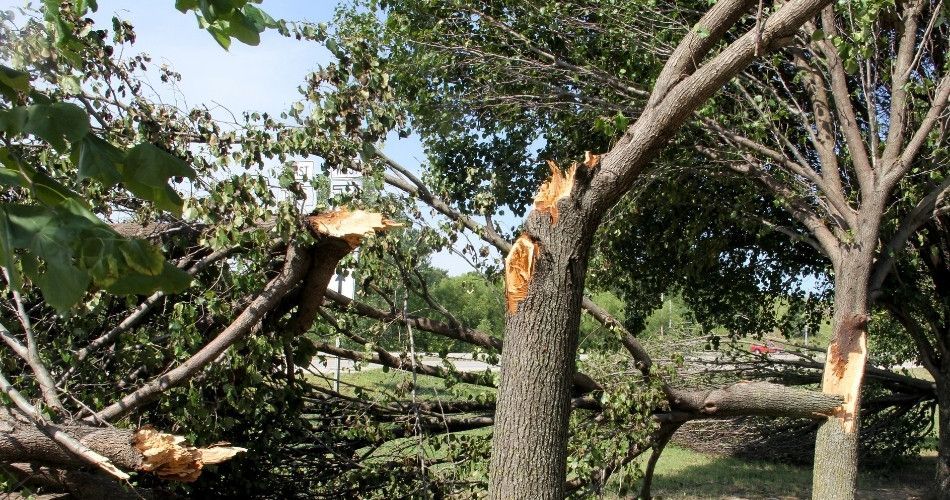 Broken limbs and exposed wood can leave a tree under significant stress, making proper pruning and follow-up care important to its recovery. Large tree branches broken and fallen after severe storm damage.