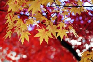 Yellow maple leaves against a backdrop of red tree leaves as leaves change color in fall.