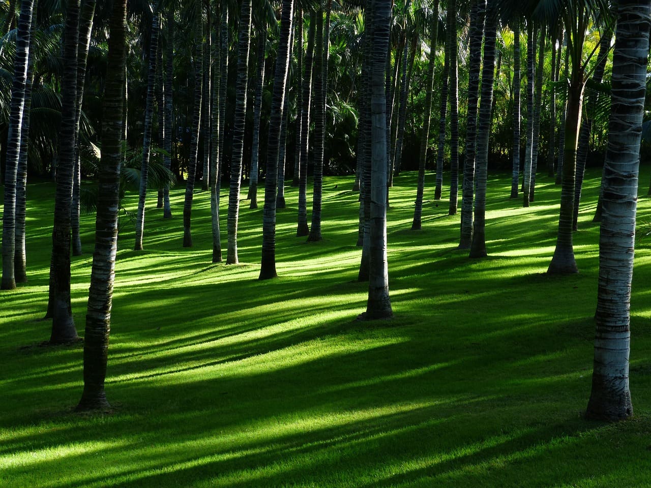 Meadow g2cbdf144f 1280 1