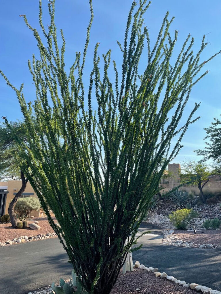 Is My Ocotillo Dead?