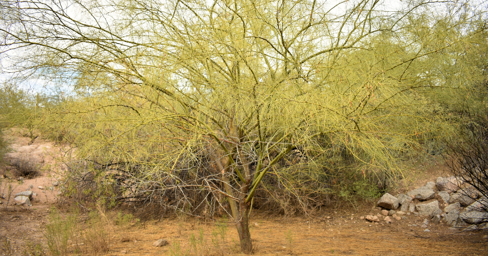 Bark That Used To Be Shaded Can Burn Quickly Once The Leaves Above It Are Gone. Palo verde tree with sun-damaged, discolored bark exposed after heavy pruning in the arizona desert.