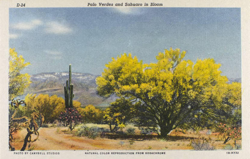 Palo verde and sahuora in bloom