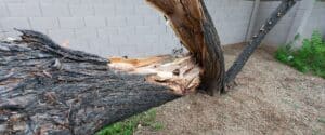 Storm-damaged mesquite tree with a split trunk and exposed interior wood after monsoon winds in the phoenix north valley.