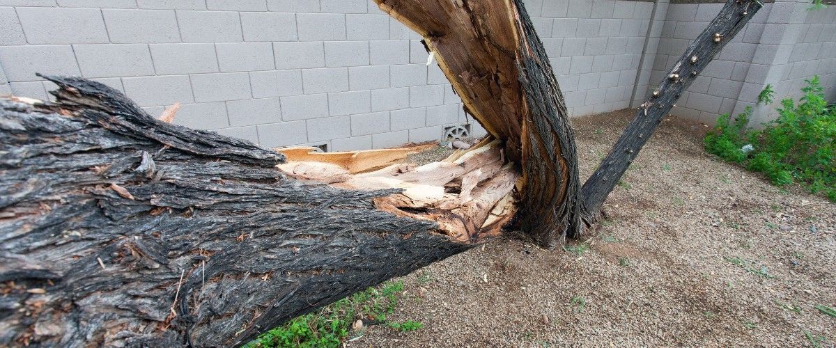 Storm damaged mesquite tree with a split trunk and exposed interior wood after monsoon winds in the phoenix north valley