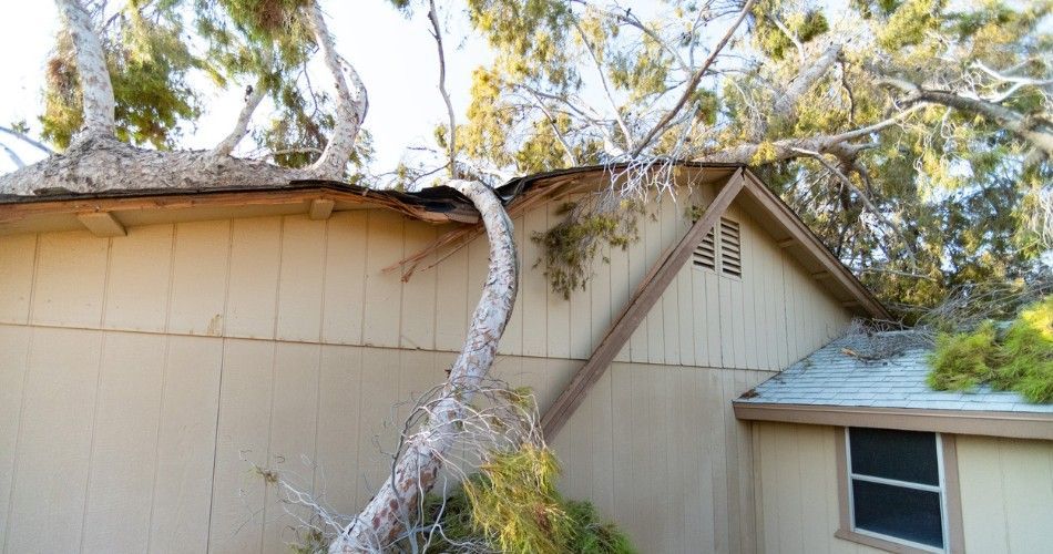 Storm-Damaged Tree In Norterra? Here'S What To Do Next Storm-damaged tree fallen onto the roof of an arizona home after strong monsoon winds.