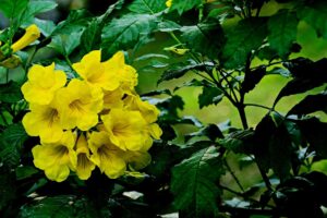 Tecoma stans, or yellow bells, flowers on a green shrub.