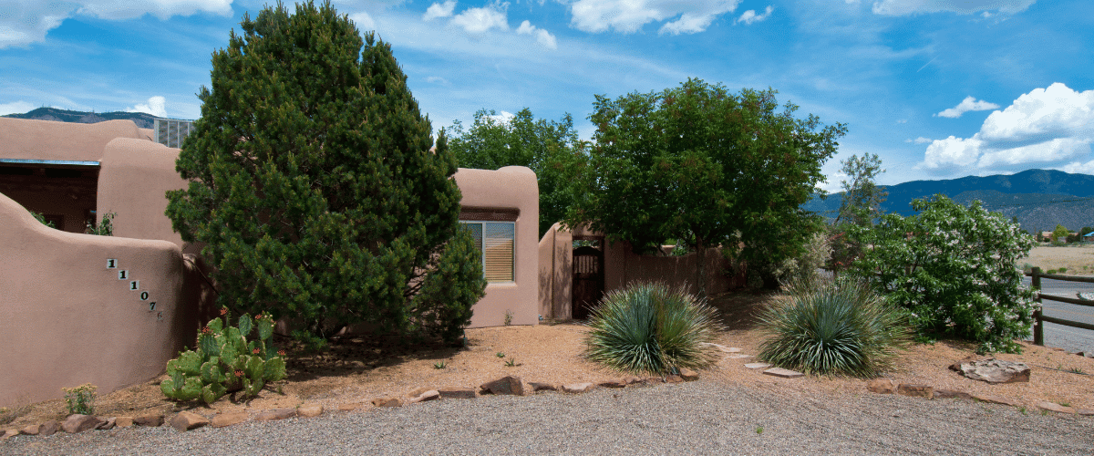 Tree in the north valley of arizona with dense bushy shoots sprouting after a heavy trim